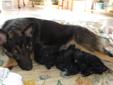 Price: $400
This advertiser is not a subscribing member and asks that you upgrade to view the complete puppy profile for this German Shepherd, and to view contact information for the advertiser. Upgrade today to receive unlimited access to