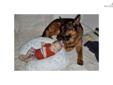 Price: $1650
This advertiser is not a subscribing member and asks that you upgrade to view the complete puppy profile for this German Shepherd, and to view contact information for the advertiser. Upgrade today to receive unlimited access to