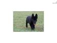 Price: $700
This advertiser is not a subscribing member and asks that you upgrade to view the complete puppy profile for this German Shepherd, and to view contact information for the advertiser. Upgrade today to receive unlimited access to