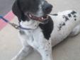 Navy was originally a Four Paws Rescue dog 7 years ago, but he got returned because his owner thought he would do better in a different home where he can get more love and attention. Please give this sweet guy another chance! Navy is a wonderful dog! He