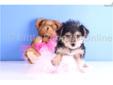 Price: $499
GiGi is an ADORABLE and LOVABLE female Yo-Chon!! She has got to be the cutest female Yo-Chon that we have! GiGi has that awesome, cute, little face that everyone wants. She should be around 7 to 8lbs full grown. She is very playful but also