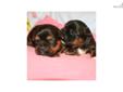 Price: $500
Mom: Gina Dad: Winston DOB: 2-12-13 8wks: 4-9-13 LOOK at these shorkie puppies!!! They are sooo beautiful! Great coats great coloring, and what lil angels!! They will make splendid pets and additions to your family!!! Health certificate/vet