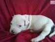 Price: $200
This advertiser is not a subscribing member and asks that you upgrade to view the complete puppy profile for this American Bulldog, and to view contact information for the advertiser. Upgrade today to receive unlimited access to