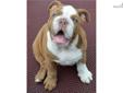 Price: $5000
Please visit our website for more information www.mightymacbulldogs.com.
Source: http://www.nextdaypets.com/directory/dogs/3e5006fb-8aa1.aspx