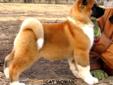Price: $2500
This is CAT WOMAN . She is a wonderful example of Akita type and style. Her coloring is stunning and her cunning will prove to you that she is appropriately named. She loves to lure you with kisses and cuddles. "CAT WOMAN is eligable for a
