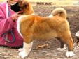 Price: $2000
This is IRON MAN . He is a Stunning example of Akita type and style. His coloring is simply beautiful and he is as square as a sheet of steel. IRON MAN has a loving personality like his Dad and his countenance with make you feel secure.