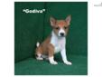 Price: $1500
Godiva is an adorable, high quality, extrememly adorable,Â Red & White AKC registered female basenji puppy. Our basenjis are exceptional quality and are health guaranteed. Vet inspections are completed on all pups and a copy provided to all