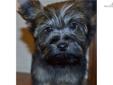 Price: $900
This advertiser is not a subscribing member and asks that you upgrade to view the complete puppy profile for this Yorkshire Terrier - Yorkie, and to view contact information for the advertiser. Upgrade today to receive unlimited access to