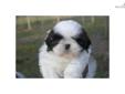 Price: $850
This advertiser is not a subscribing member and asks that you upgrade to view the complete puppy profile for this Shih Tzu, and to view contact information for the advertiser. Upgrade today to receive unlimited access to NextDayPets.com. Your