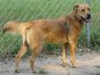 Teddy is a two year old Golden Retriever/Shepherd mix. He is very sweet, a little shy but warms up nicely. He would love to find a cozy place to call home. Like all Leon County Humane Society dogs, this one is already spayed or neutered, up-to-date on