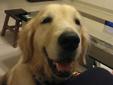 Apple is a 3.5-year-old purebred Golden Retriever from the country of Taiwan, and currently weighs 62 pounds. Five months ago in October, Apple was brought to dump by her owner at a government-run animal shelter in Taiwan and was immediately placed in