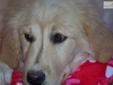 Price: $500
Jolly, is a golden pyrenees puppy she has the sweetest personality. This cross are wonderful family pets. She will come current on all her shots. She is ready to go to her new family anytime now. For more info, Please Contact Serenity at Home