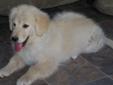 Price: $500
Angel, is great pyrenees and golden retriever cross. She is the sweetest puppy. Has a very laid back mellow personality, loves everyone. She is comes current on her puppy shots, and dewormed. She is ready anytime now. Please contact Serenity