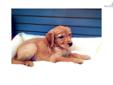 Price: $780
Empire Puppies currently have Female Golden Retriever puppy for sale $780 fee. She is 8 weeks old, got paper, shots utd, dewormed. for more other puppies's info. please visit our website at www.empirepuppies.net or call 718-321-1977. Locate at