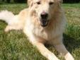 Jazz is a very handsome 3 year old Golden Retriever mix from the country of Taiwan, and currently weighs 57 pounds. Over a year ago Jazz was dumped by his owner at a public animal shelter where is in a very remote area in Taiwan and the rate of local