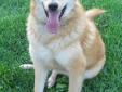 Kipper is such a special dog! He is a Golden Retriever/Collie mix and is two years old. He is so handsome with his beautiful fluffy coat. Kipper is a wonderful walking companion and is housebroken. He has one of those joyful doggy faces that looks like he
