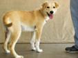 My name is "Gretchen". I'm back at the shelter. The people who adopted me turned me back in because they are getting a divorce and don't want me anymore. I am a 6 month Spayed Female Golden Retriever/Lab mix. I weigh 36 pounds and will be a large girl