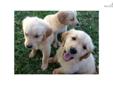 Price: $450
This advertiser is not a subscribing member and asks that you upgrade to view the complete puppy profile for this Golden Retriever, and to view contact information for the advertiser. Upgrade today to receive unlimited access to