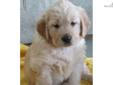 Price: $950
This advertiser is not a subscribing member and asks that you upgrade to view the complete puppy profile for this Golden Retriever, and to view contact information for the advertiser. Upgrade today to receive unlimited access to