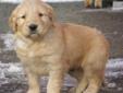 Price: $1750
Great Family Goldens Bred for: Health, outstanding temperaments, intelligence and a proud look. Health Guarantee. Great Pedigree. Vaccinated, Wormed and Completed "Puppy Course" Training. Socialized, Good Recall, No Jumping, No Biting. 26