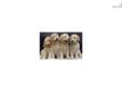 Price: $1200
Goldendoodle F1 STANDARD FOUR FEMALES NON SHEDDING COATS, GREAT WITH CHILDREN AND OTHER PETS! AWESOME FAMILY DOGS!! Please go to our web site for more pictures of each puppy in the litters. www.royalpuppypalace.com or call us anytime, thank