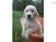 Price: $500
BEAUTIFUL male GOLDENDOODLE PUPPY for sale! It will be ready for its new home on October 7, 2012. The parents are AKC registered (You can see them pictured on my puppy blog - goldenpupsforsale.blogspot.com). The "Dad" is a registered Golden