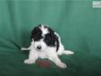 Price: $700
This advertiser is not a subscribing member and asks that you upgrade to view the complete puppy profile for this Goldendoodle, and to view contact information for the advertiser. Upgrade today to receive unlimited access to NextDayPets.com.