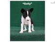 Price: $1200
Golly is a darling Black and White,Â AKC registered, female basenji puppy. Our pups are very sweet, well socialized and extremely adorable. Our basenjis are also high quality and are always health guaranteed. Vet inspections are completed on
