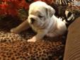 Price: $2250
When speaking about english bulldogs you want to know that there is a good championship bloodline in there because then even knowing you don't want to show you will have a great lookin bullie and THAT'S WHAT WE ALL WANT!!!! This baby is all