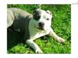 Price: $900
This advertiser is not a subscribing member and asks that you upgrade to view the complete puppy profile for this American Bully, and to view contact information for the advertiser. Upgrade today to receive unlimited access to NextDayPets.com.