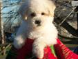 Price: $1500
MAMBO!! What a rare find.! AKC REG Don't miss out on these gorgeous AKC registered properly bred properly socialized Bichon babies MALE AND FEMALE! DEPOSIT WILL HOLD! PREPARE TO FALL IN LOVE! The most beautiful Bichon puppies on the net! AKC