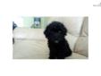 Price: $900
This advertiser is not a subscribing member and asks that you upgrade to view the complete puppy profile for this Havanese, and to view contact information for the advertiser. Upgrade today to receive unlimited access to NextDayPets.com. Your