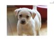 Price: $600
This advertiser is not a subscribing member and asks that you upgrade to view the complete puppy profile for this Labrador Retriever, and to view contact information for the advertiser. Upgrade today to receive unlimited access to