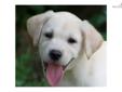 Price: $600
This advertiser is not a subscribing member and asks that you upgrade to view the complete puppy profile for this Labrador Retriever, and to view contact information for the advertiser. Upgrade today to receive unlimited access to
