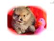Price: $475
This advertiser is not a subscribing member and asks that you upgrade to view the complete puppy profile for this Pomeranian, and to view contact information for the advertiser. Upgrade today to receive unlimited access to NextDayPets.com.
