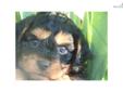 Price: $1150
Gorgeous black and tan, male Cavapoo available to loving forever home. He is sweet, social and very smart. Smarted on crate and house training! He is current on vaccinations, de-wormings and protected by Microchip ID. Parent are healthy,