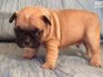 Price: $2000
Beautiful Cobby short legged Frenchy babies!! I have several to choose from. This puppy is a gorgeous HEAVY Bodied male out of a great AKC show dog line. He will mature to be small but very heavy boned French Bulldog Male. Check out our