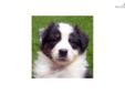 Price: $850
This advertiser is not a subscribing member and asks that you upgrade to view the complete puppy profile for this Australian Shepherd, and to view contact information for the advertiser. Upgrade today to receive unlimited access to