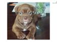 Price: $1200
This advertiser is not a subscribing member and asks that you upgrade to view the complete puppy profile for this Olde English Bulldogge, and to view contact information for the advertiser. Upgrade today to receive unlimited access to