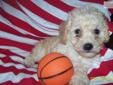 Price: $500
HI Bobby jr. is an adorable male toy poodle. He is apricot in color. Bobby jr. loves playing with kids and cuddling on the couch. He is updated on his shots and wormer. Mom and father are very calm and love playing.THey both do great with kids
