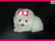Price: $800
This little girl is sooo cute and should weigh about 5 lbs.. will be vet checked, wormed and utd on shots before leaving. She can be reg. CKC and both parents are AKC. Now accepting deposits call 217-491-6971 Thanks Carol
Source: