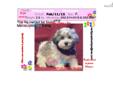 Price: $1150
Gorgeous Female Havanese VaPup 04632 . She is 2 lbs & Mom is 10 lbs & Dad is 12 lbs Any questions please call or email us. Visit us online at to see more cute puppies http://vanitypups.com Also click onto this link to see more cute pups