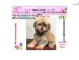 Price: $1350
Gorgeous Female Havanese VaPup 04633 . She is 2 lbs & Mom is 10 lbs & Dad is 12 lbs Any questions please call or email us. Visit us online at to see more cute puppies http://vanitypups.com Also click onto this link to see more cute pups