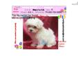 Price: $1150
Gorgeous Female Maltese VaPup 04627 . She is 2 lbs & Mom is 7 lbs & Dad is 5 lbs Any questions please call or email us. Visit us online at to see more cute puppies http://vanitypups.com Also click onto this link to see more cute pups