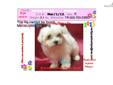 Price: $1150
Gorgeous Female Maltese VaPup 04628 . She is 2 lbs & Mom is 7 lbs & Dad is 5 lbs Any questions please call or email us. Visit us online at to see more cute puppies http://vanitypups.com Also click onto this link to see more cute pups