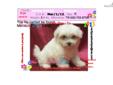 Price: $1350
Gorgeous Female Maltese VaPup 04629 . She is 2 lbs & Mom is 7 lbs & Dad is 5 lbs Any questions please call or email us. Visit us online at to see more cute puppies http://vanitypups.com Also click onto this link to see more cute pups