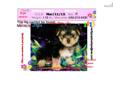 Price: $1150
Gorgeous female Morkie VaPup 04649 . She is 2 lbs & Mom is 5.8 lbs & Dad is 5.8 lbs Any questions please call or email us. Visit us online at to see more cute puppies http://vanitypups.com Also click onto this link to see more cute pups