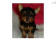 Price: $500
Gorgeous female Yorkie VaPup 04656 She is 5 lbs & Mom is 5 lbs & Dad is 4 lbs Any questions please call or email us. Visit us online at to see more cute puppies http://vanitypups.com Also click onto this link to see more cute pups