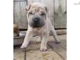 Price: $600
Isaiah is a beautiful Isabella hoarse coat mini. He has a wonderful personality, loves people and other pups. He has great wrinkles and beautiful eyes. Amazing Shar-pei. He is crate trained and house broken. Up to date on shots and worming.