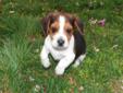 Price: $700
Romeo is a handsome little beagle he has a great temperament and is from a good hunting line. He has a great personality loving and very loyal. He is always friendly and playful.He wil be a small little guy 12 inches tall and around 18 to 20